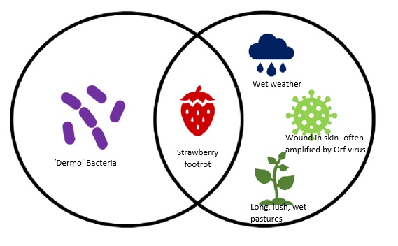 conditions that promote Strawberry Footrot