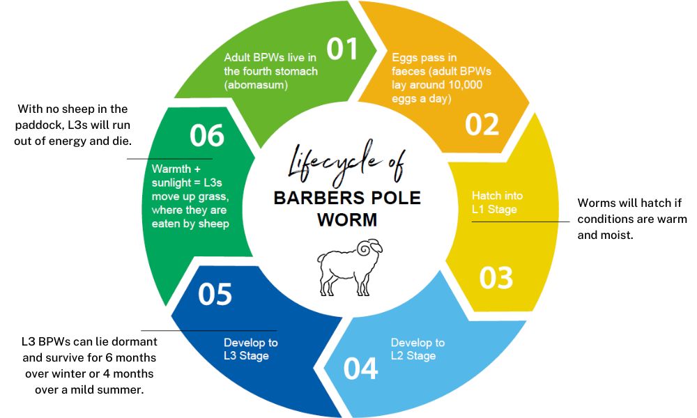lifecycle of the Barber's pole worm