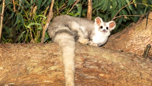 threatened species greater glider