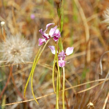 Oakland Diuris_Credit M.CameronDPE