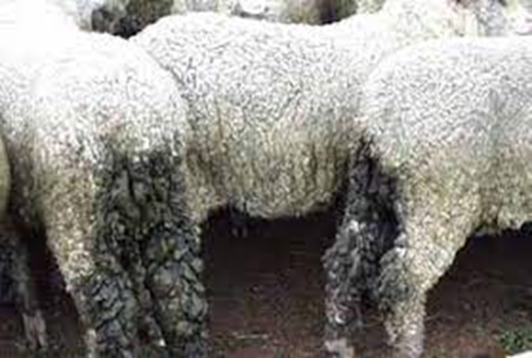 The back view of sheep showing signs of worms