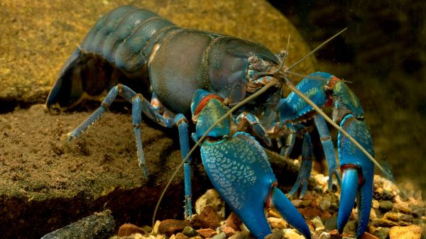 Yabby - Cherax destructor (C) Gunter Schmida