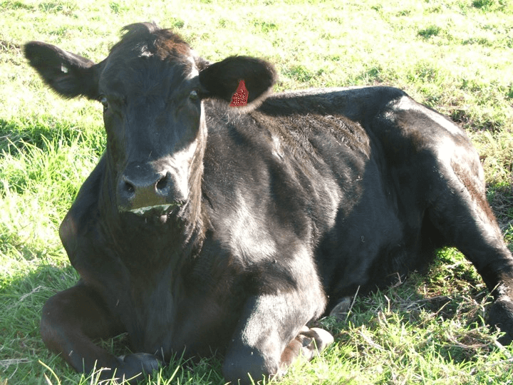 Black angus cow sitting down on the ground with its legs tucked under. It has a red ear tag and is drooling at the mouth. 
