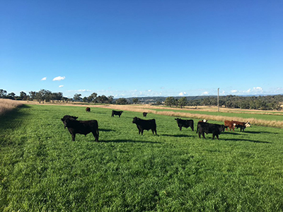 Cattle in a paddock of oats