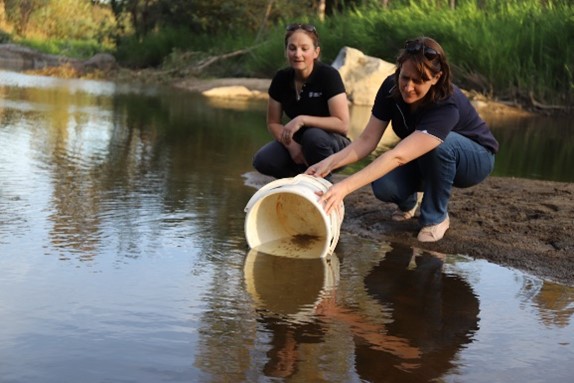 Katie Doyle (CSU Gulbali Institute) and Susanne Watkins (Local Land Services) releasing juvenile Macquarie Perch into Mannus Creek. Photo: Luke Pearce