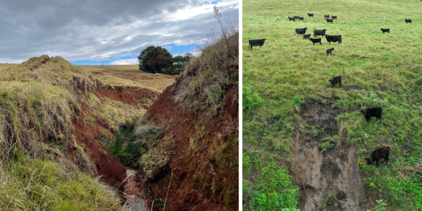 2 images of farm erosion, image one shows large divot caused by erosion, 2nd image shows cows standing on farm with large erosion to the front