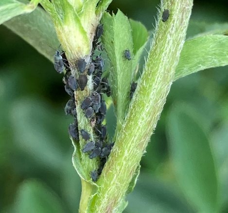 lots of tiny black aphids congregating around a stalk of lucerne