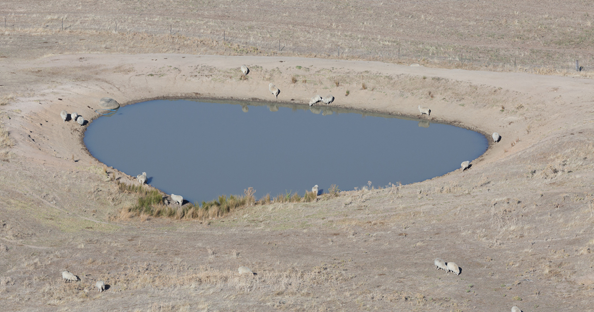 sheep standing around a dam that is surrounded by bare ground and dry grass
