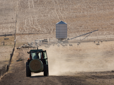 Dry dusty paddock with a tractor driving towards a mob of sheep near a silo