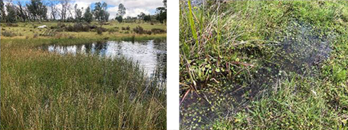 Examples of fluekey habitat, a dam of water surrounded by lots of dense green growth, and a puddle of water/soggy paddock full of green growth.