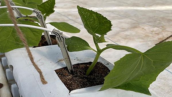A cucumber plant being grown hydroponically in a white tube
