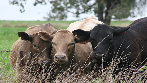 Close up image of two brown cows and one black cow looking over a fence with a green paddock and large tree in the background