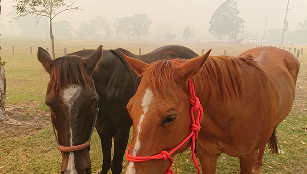 Two horses one brown and one tan standing in a smoky paddock