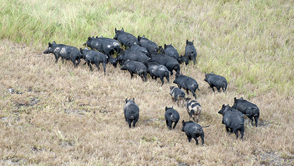 A large group of black feral pigs walking across a paddock