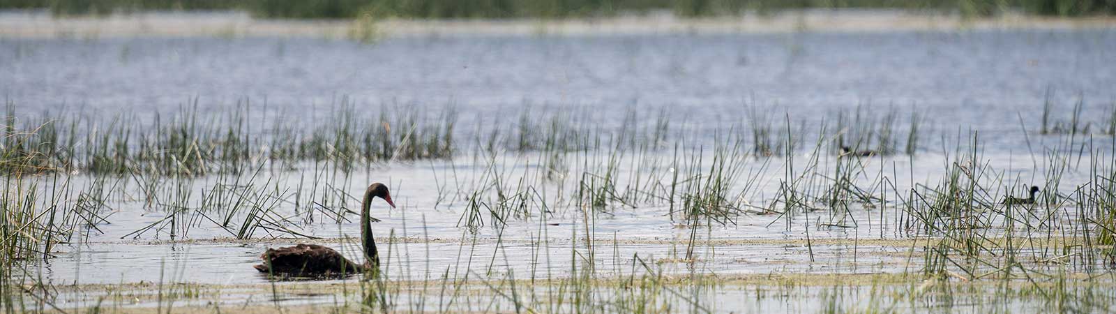 A swan on the surface of the water with reeds and grasses around it.