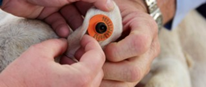 a close up of two hands holding a sheep ear to see an orange ear tag