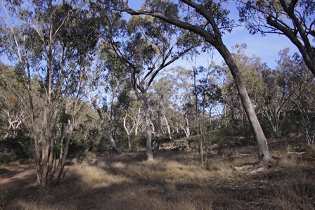 Box woodland Capertee Valley