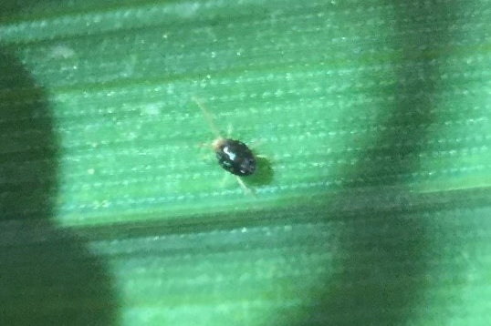 Corn aphid (top) and blue oat mites (bottom) can limit forage production, particularly in a dry year.