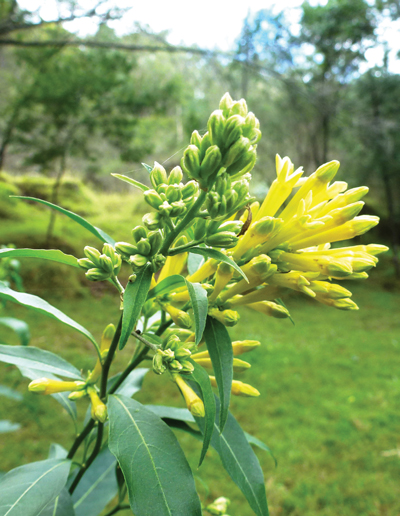 Green cestrum is poisonous to animals
