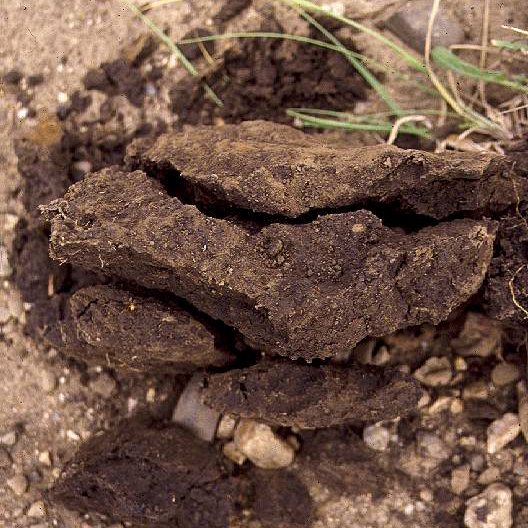 does fertiliser increase soil biology?