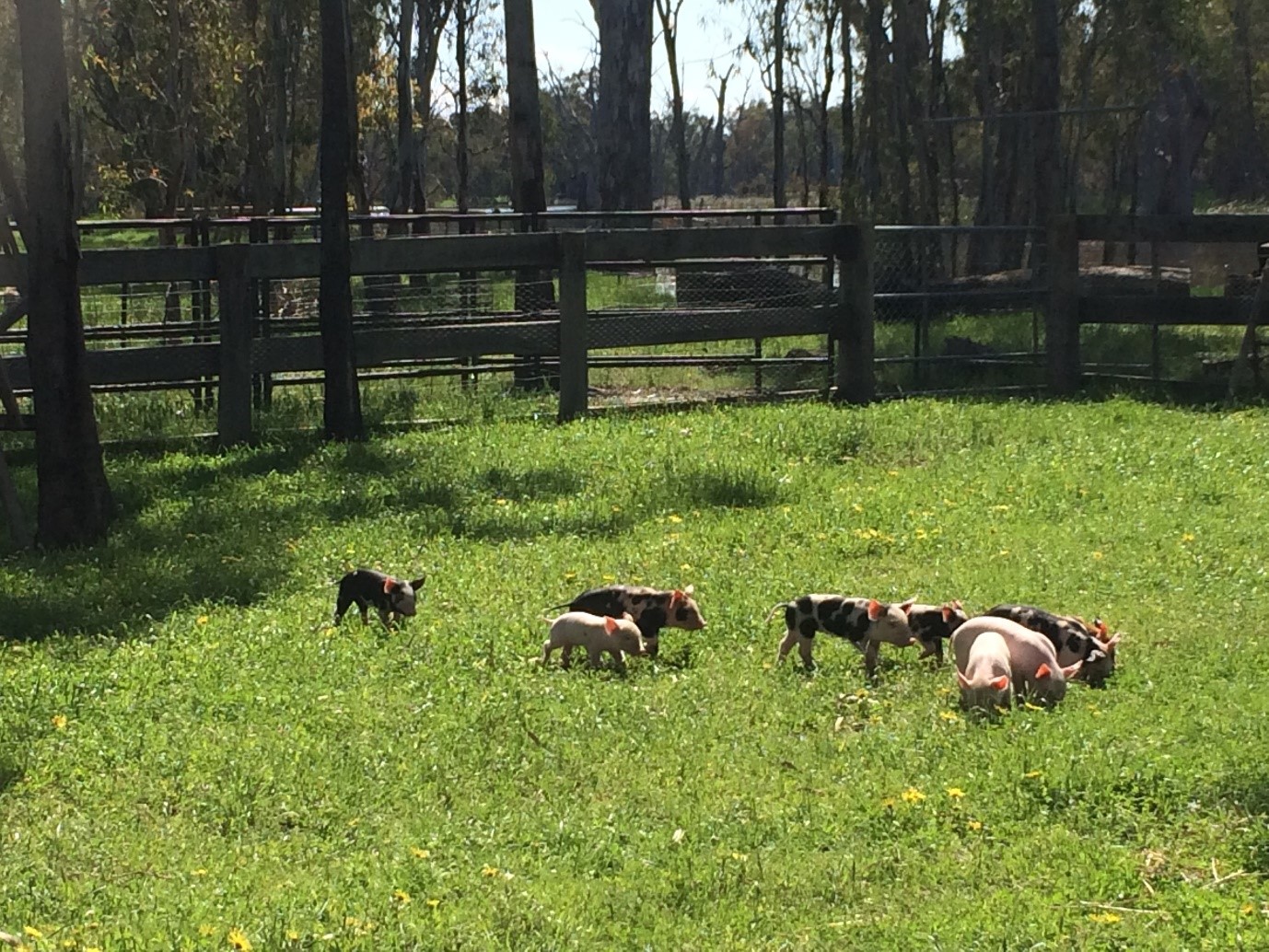 Piglets foraging on a farm