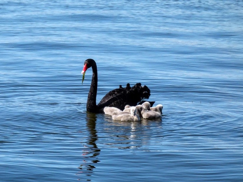 Black swan family. Natasha Lappin