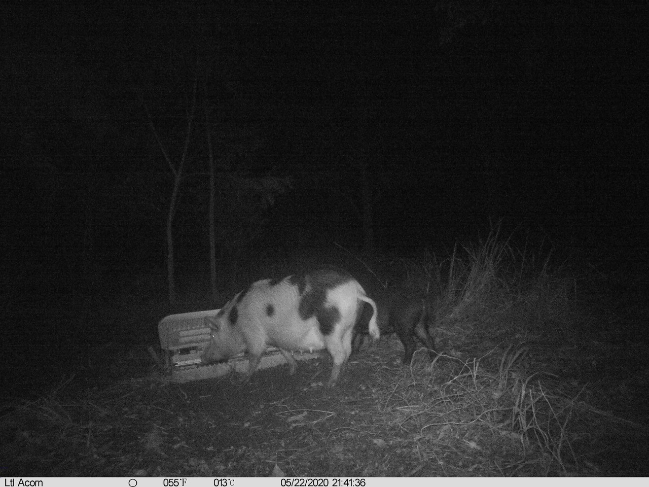 Feral Pig