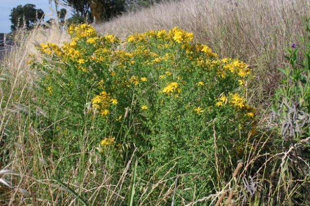 St John's wort