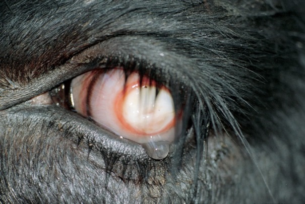 Pink eye disease presenting in a cow