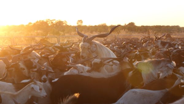 Goats in yards