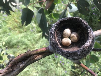Willie wagtail nest - example of a cup nest. Photo Dave Smith