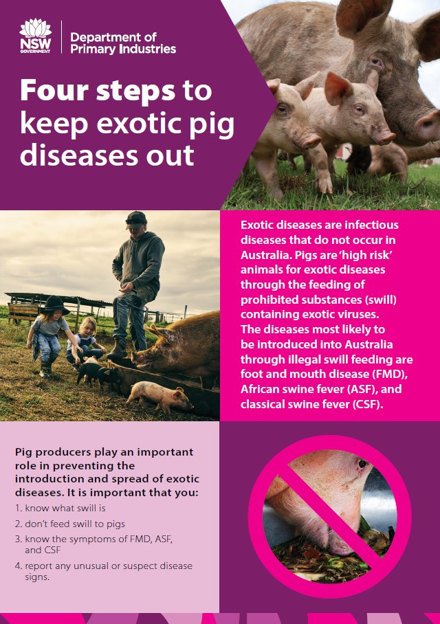 four steps to keep exotic pig diseases out - pig management advice