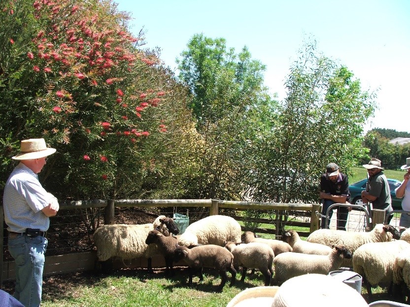 Sheep in yards