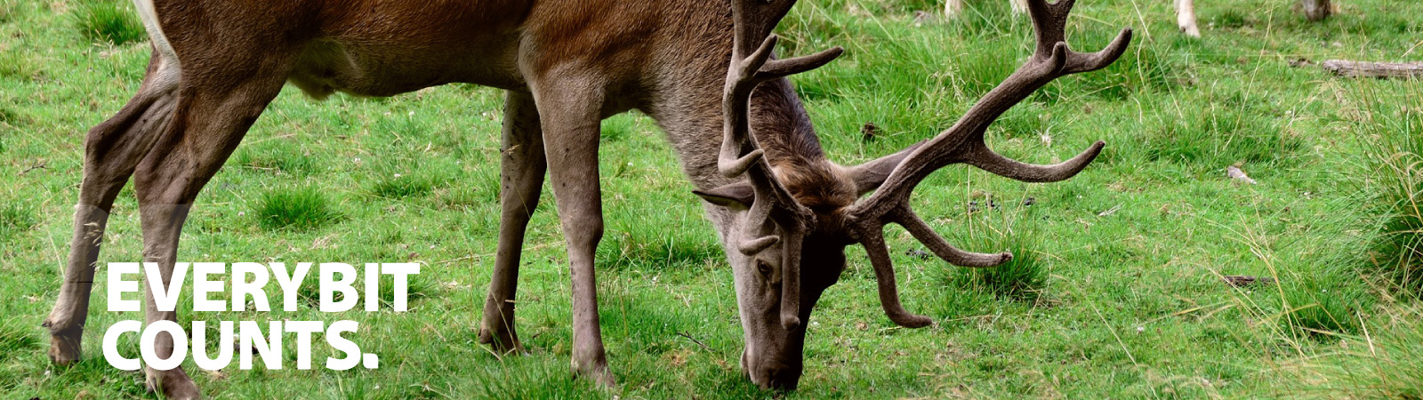 Feral deer image for small landholders