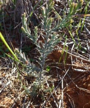 White Cypress Pine (Callitris glaucophylla) seedling