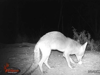 Fox captured by wildlife monitoring camera
