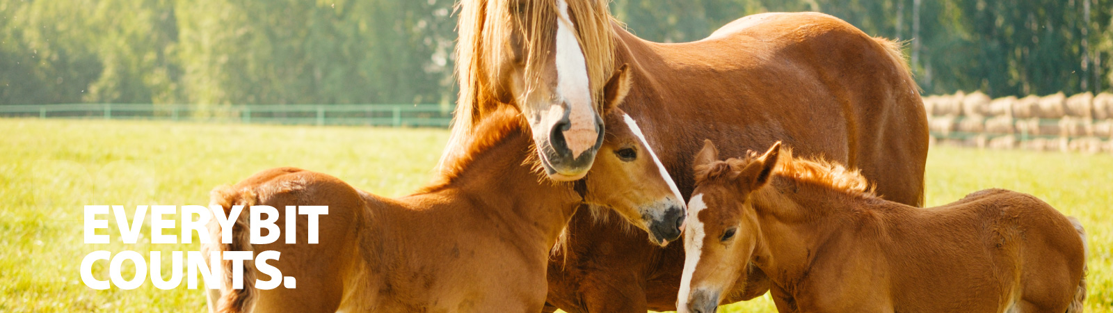 Every Bit Counts small landholders horses