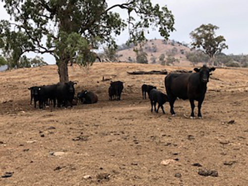 Woonooka Angus Stud during the drought in October 2019.