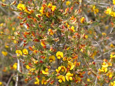 Eutaxia microphylla - Mallee Bush Pea. Photo Natasha Lappin