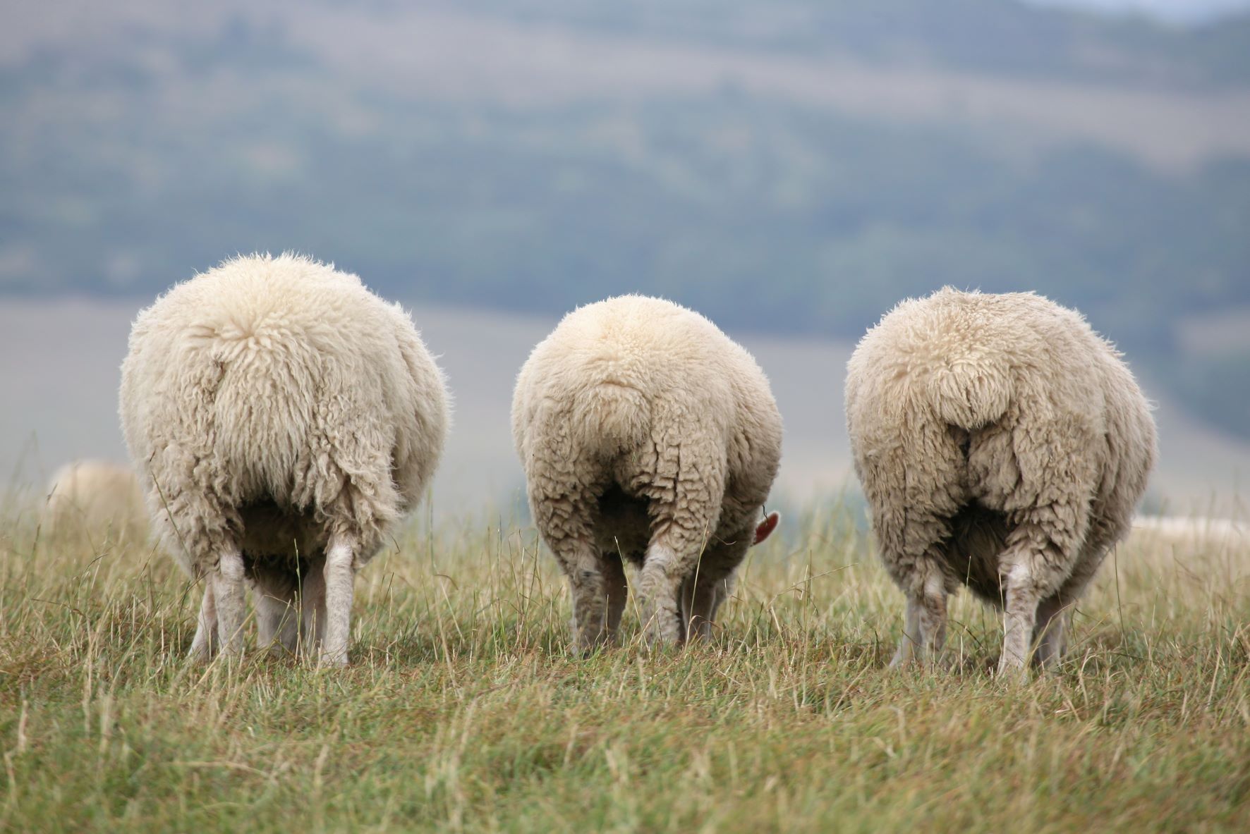Three sheep eating grass in a paddock with their backsides facing the camera.