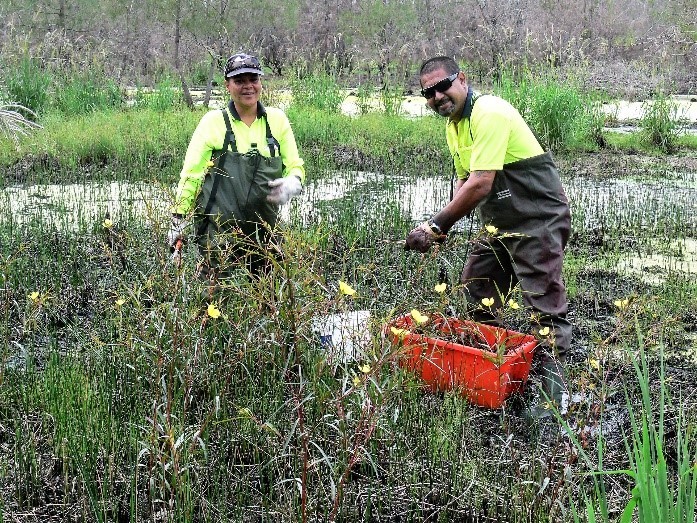 Darawank Nature Reserve- TIDE Rangers removing Ludwidgia Longifola through a National Parks and Wildlife, Mid Coast Council and Hunter LLS partnership post fire initiative 2020 (Care of NPWS)