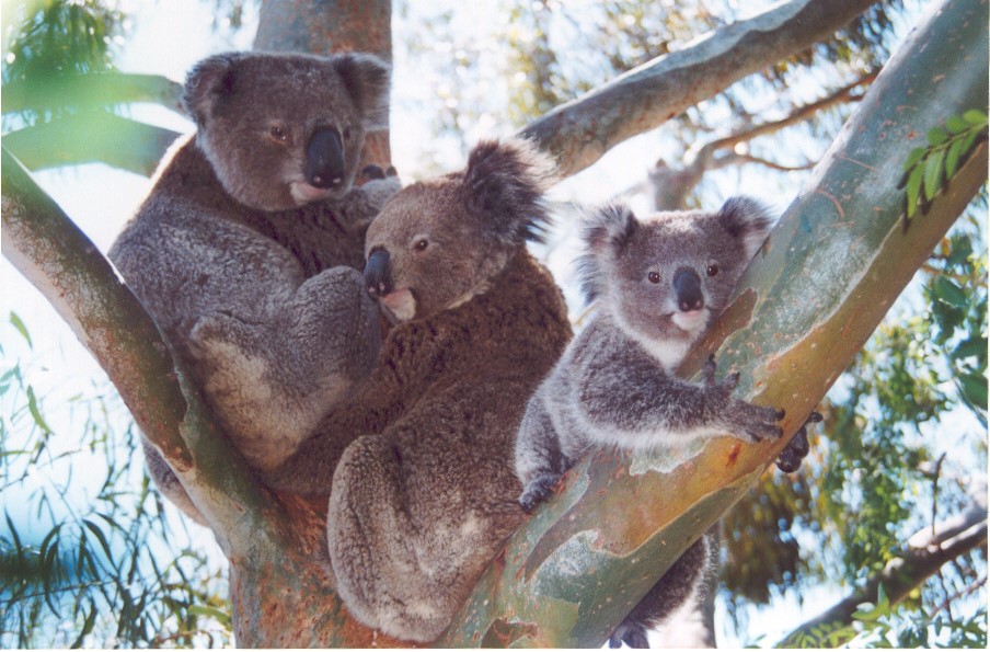 Group of koalas in tree