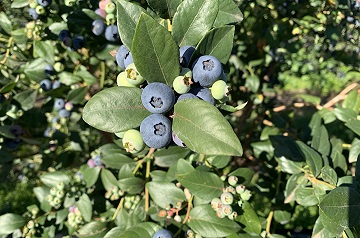 Image of a blueberry plant