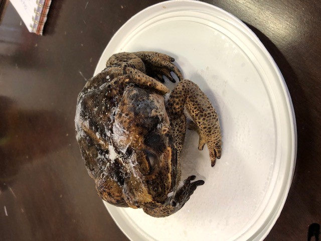 A large female cane toad