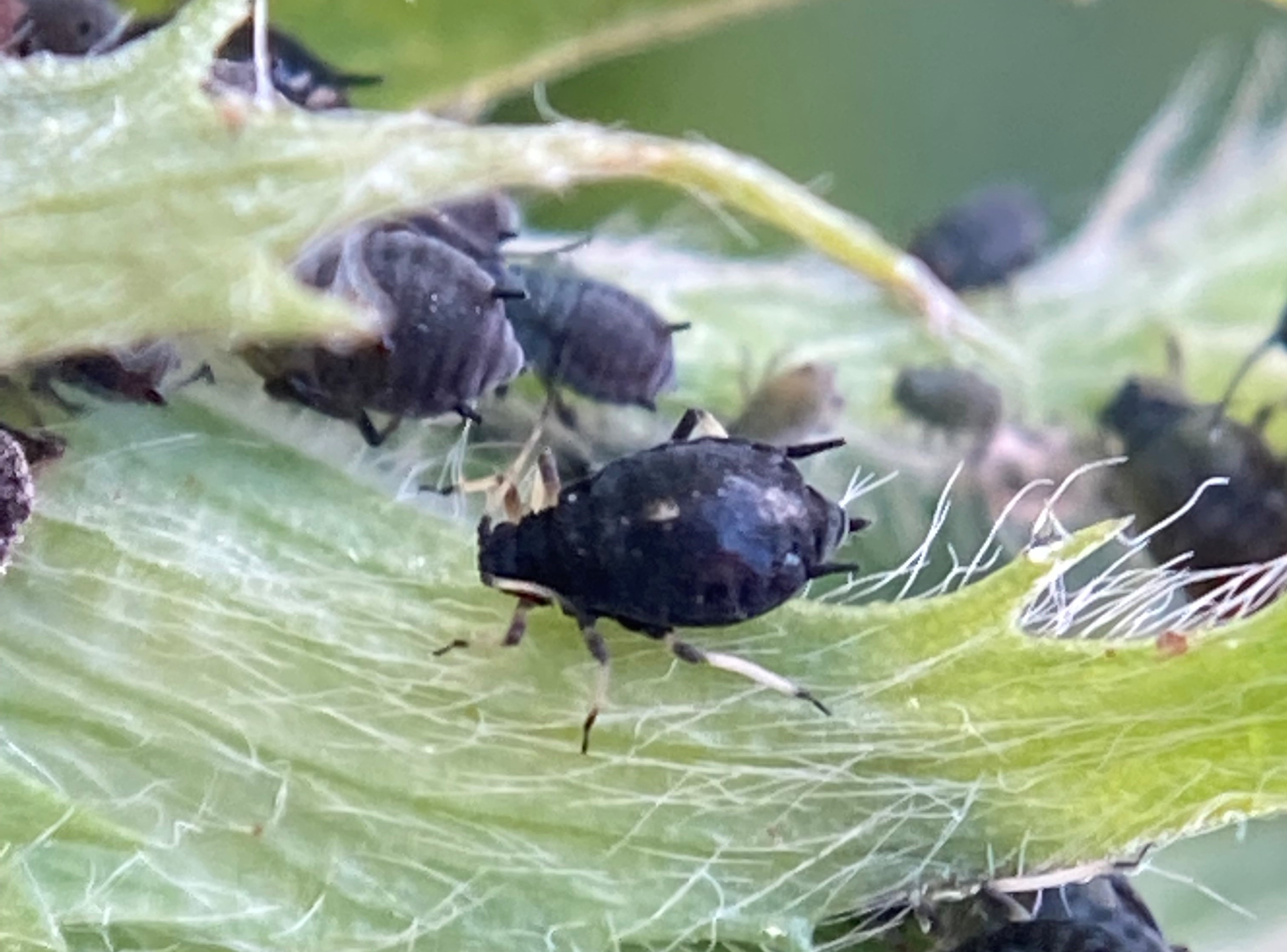 Close up image of Cowpea aphid on a leaf of a lucerne crop