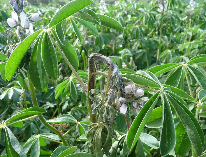 A withering stem surrounded by lush green leaves