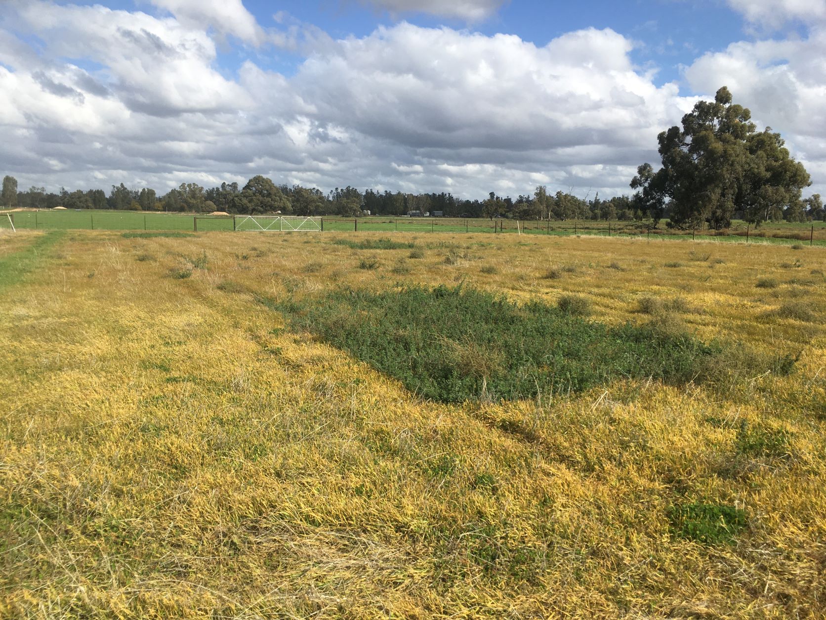 Dryland Lucerne growing well when annual clovers are struggling’