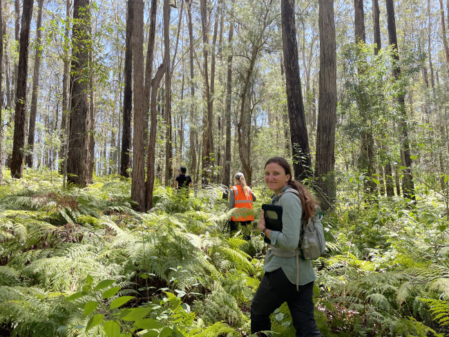Local Land Services Staff walking through the bush looking for koalas