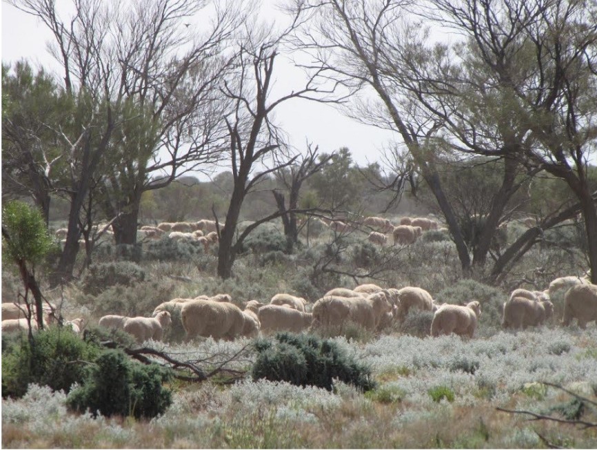 Sheep grazing on rangelands pasture