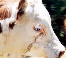 Cow with stained face